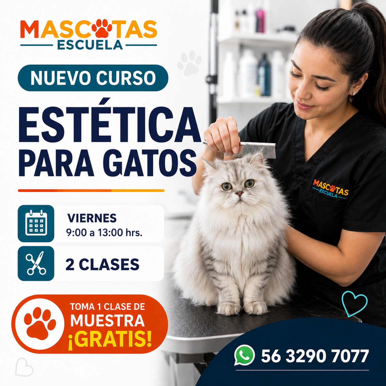 Nuevo Curso Estética para Gatos
